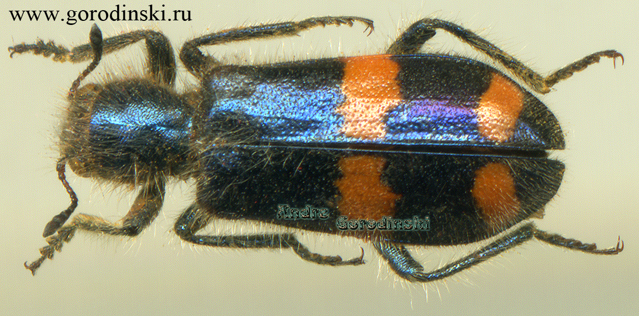 http://www.gorodinski.ru/oth_col/Trichodes ircutensis.jpg